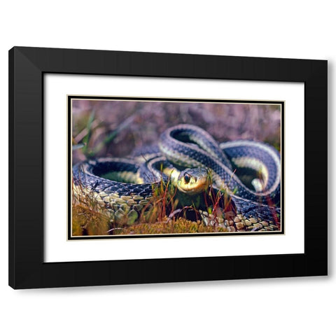 Common Garter snake Black Modern Wood Framed Art Print with Double Matting by Fitzharris, Tim