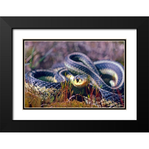 Common Garter snake Black Modern Wood Framed Art Print with Double Matting by Fitzharris, Tim