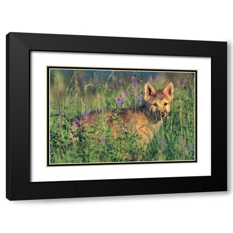 Wolf Pup Black Modern Wood Framed Art Print with Double Matting by Fitzharris, Tim