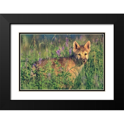 Wolf Pup Black Modern Wood Framed Art Print with Double Matting by Fitzharris, Tim