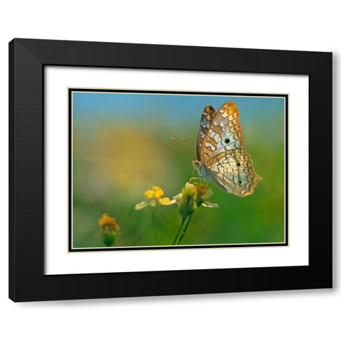 White Peacock Butterfly Black Modern Wood Framed Art Print with Double Matting by Fitzharris, Tim