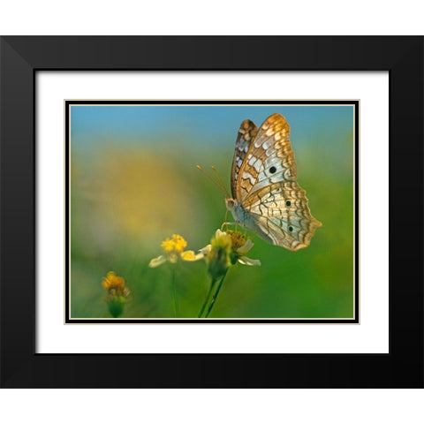 White Peacock Butterfly Black Modern Wood Framed Art Print with Double Matting by Fitzharris, Tim