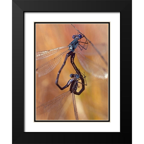 Damselflies mating Black Modern Wood Framed Art Print with Double Matting by Fitzharris, Tim