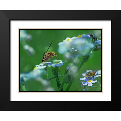 Fly on forget-me-not Black Modern Wood Framed Art Print with Double Matting by Fitzharris, Tim