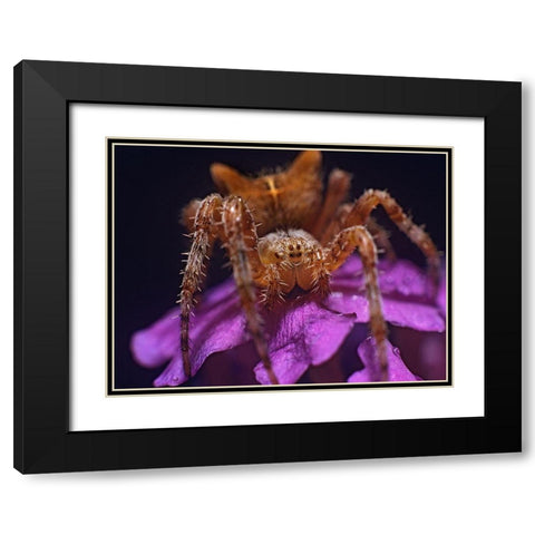 Orb weaver spider Black Modern Wood Framed Art Print with Double Matting by Fitzharris, Tim