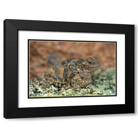 Short-horned Lizards Black Modern Wood Framed Art Print with Double Matting by Fitzharris, Tim