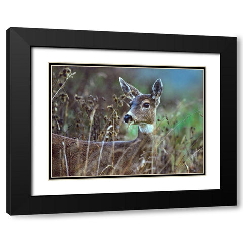 Mule Deer Black Modern Wood Framed Art Print with Double Matting by Fitzharris, Tim