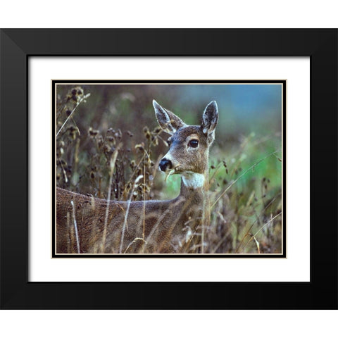 Mule Deer Black Modern Wood Framed Art Print with Double Matting by Fitzharris, Tim