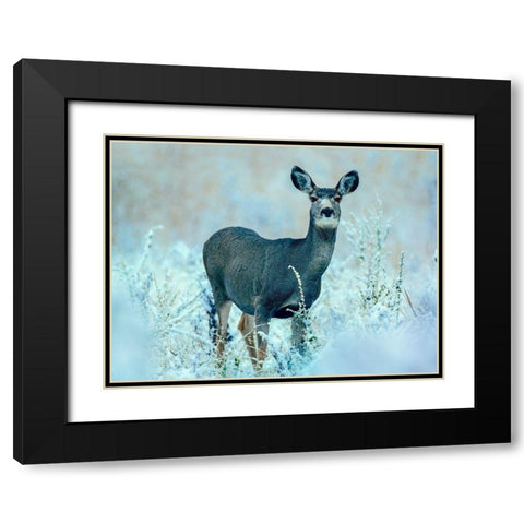 Mule Deer Black Modern Wood Framed Art Print with Double Matting by Fitzharris, Tim