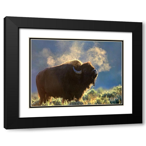 Bison Black Modern Wood Framed Art Print with Double Matting by Fitzharris, Tim