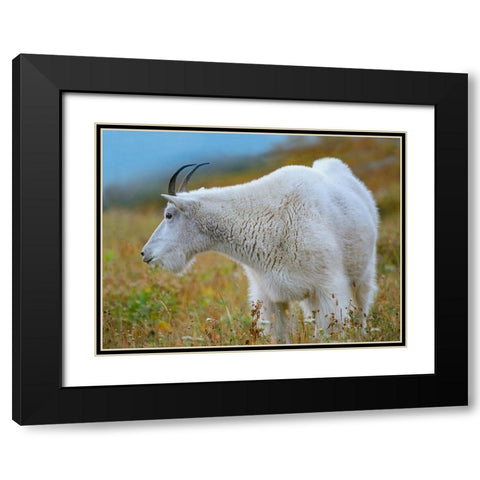 Mountain Goat Black Modern Wood Framed Art Print with Double Matting by Fitzharris, Tim