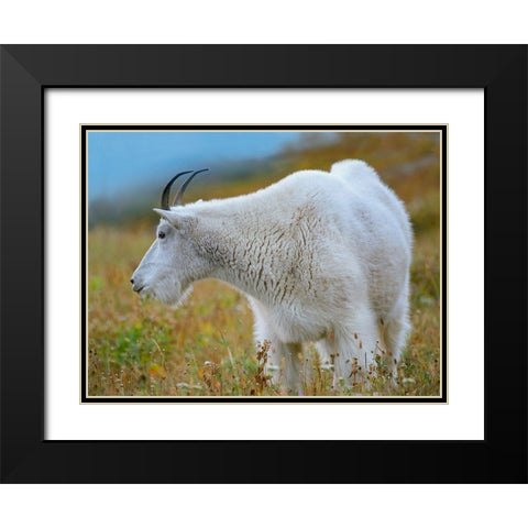 Mountain Goat Black Modern Wood Framed Art Print with Double Matting by Fitzharris, Tim