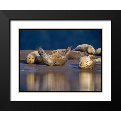 Harbor Seals Black Modern Wood Framed Art Print with Double Matting by Fitzharris, Tim