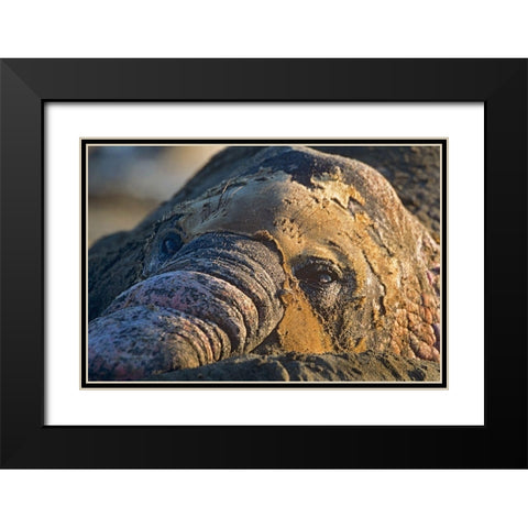 Northern elephant seal bull molting Black Modern Wood Framed Art Print with Double Matting by Fitzharris, Tim