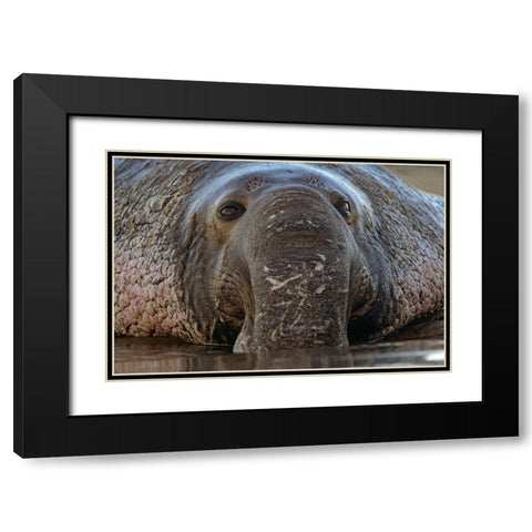 Northern Elephant Seal Black Modern Wood Framed Art Print with Double Matting by Fitzharris, Tim