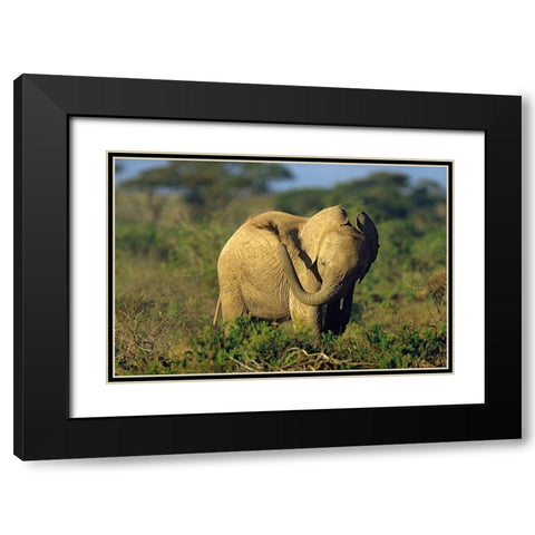 African elephant young dust bathing-Masai Mara Reserve-Kenya Black Modern Wood Framed Art Print with Double Matting by Fitzharris, Tim