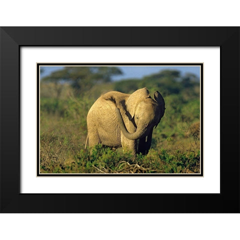 African elephant young dust bathing-Masai Mara Reserve-Kenya Black Modern Wood Framed Art Print with Double Matting by Fitzharris, Tim