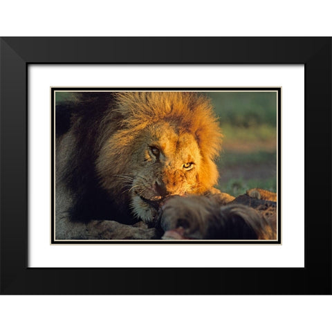 African Lion feeding Black Modern Wood Framed Art Print with Double Matting by Fitzharris, Tim