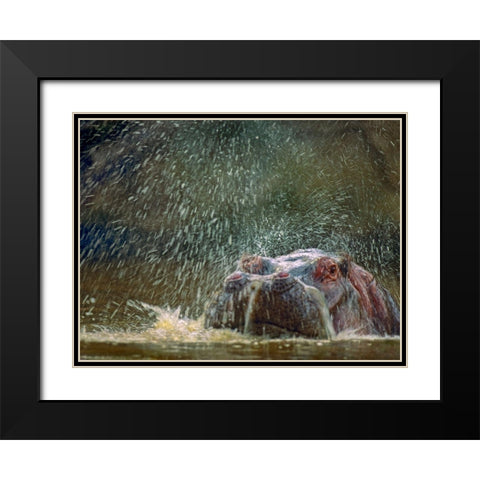 Hippo spluttering Mara River-Kenya Black Modern Wood Framed Art Print with Double Matting by Fitzharris, Tim