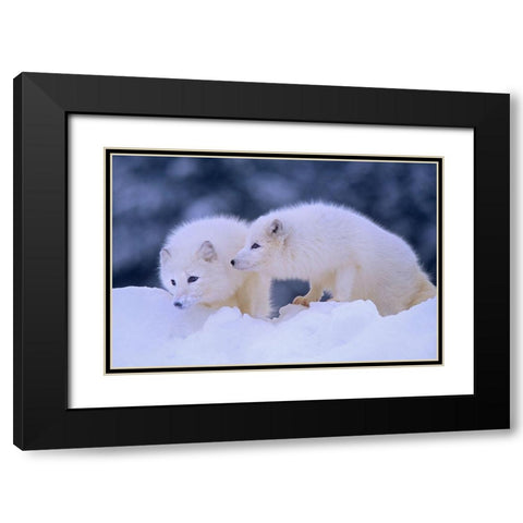 Arctic foxes Black Modern Wood Framed Art Print with Double Matting by Fitzharris, Tim