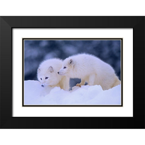 Arctic foxes Black Modern Wood Framed Art Print with Double Matting by Fitzharris, Tim
