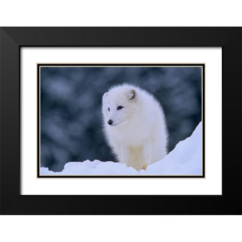 Arctic fox Black Modern Wood Framed Art Print with Double Matting by Fitzharris, Tim