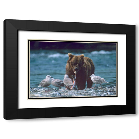 Grizzly bear and gulls Black Modern Wood Framed Art Print with Double Matting by Fitzharris, Tim