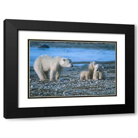 Polar bear mother and cubs Black Modern Wood Framed Art Print with Double Matting by Fitzharris, Tim
