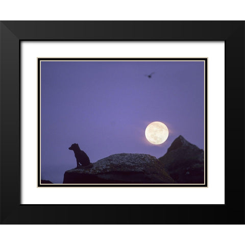 Arctic fox and moon Black Modern Wood Framed Art Print with Double Matting by Fitzharris, Tim