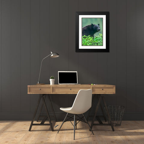 Black bear Black Modern Wood Framed Art Print with Double Matting by Fitzharris, Tim