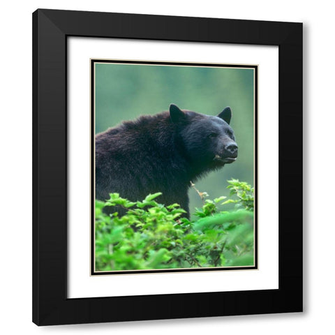 Black bear Black Modern Wood Framed Art Print with Double Matting by Fitzharris, Tim