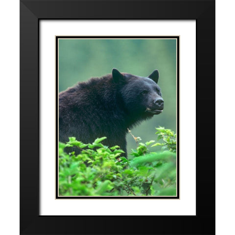 Black bear Black Modern Wood Framed Art Print with Double Matting by Fitzharris, Tim