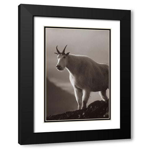 Mountain goat Sepia Black Modern Wood Framed Art Print with Double Matting by Fitzharris, Tim