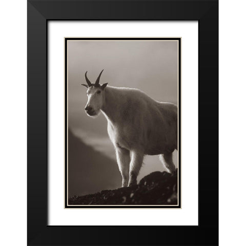 Mountain goat Sepia Black Modern Wood Framed Art Print with Double Matting by Fitzharris, Tim