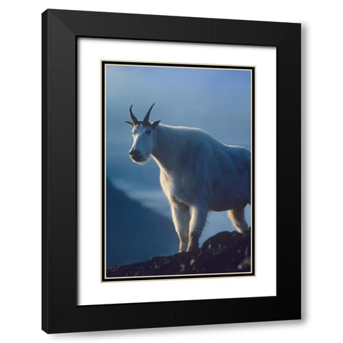 Mountain goat Black Modern Wood Framed Art Print with Double Matting by Fitzharris, Tim