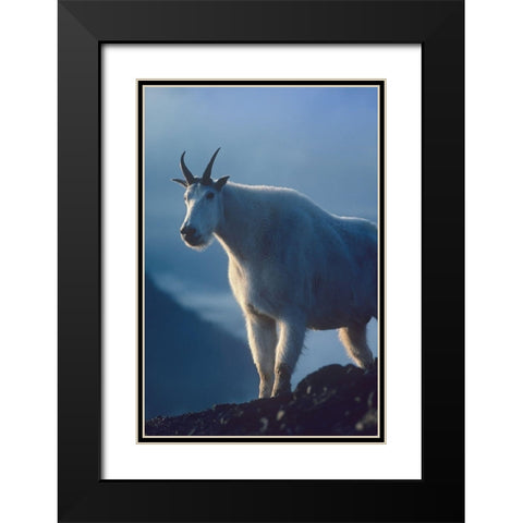 Mountain goat Black Modern Wood Framed Art Print with Double Matting by Fitzharris, Tim