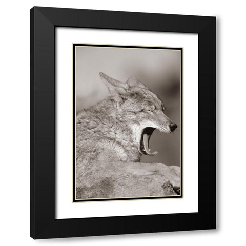 Coyote yawning Sepia Black Modern Wood Framed Art Print with Double Matting by Fitzharris, Tim