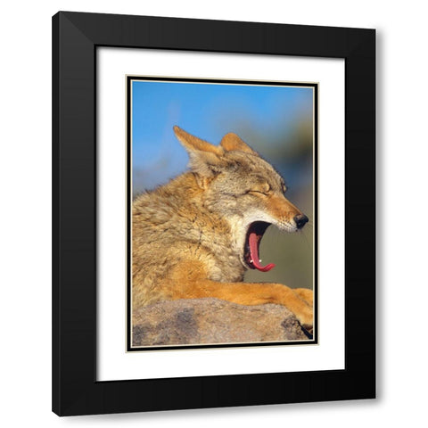 Coyote yawning Black Modern Wood Framed Art Print with Double Matting by Fitzharris, Tim