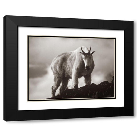 Mountain Goat Sepia Black Modern Wood Framed Art Print with Double Matting by Fitzharris, Tim