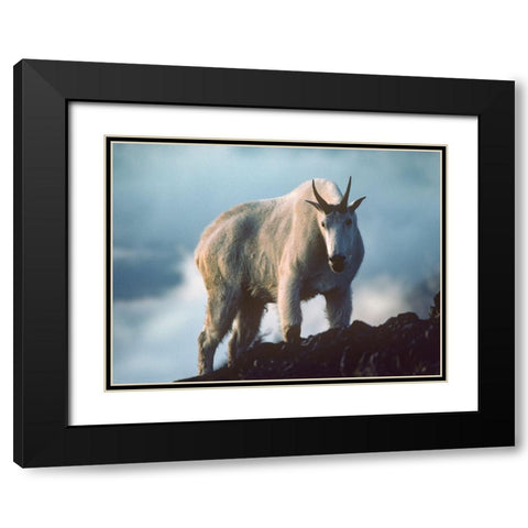 Mountain Goat Black Modern Wood Framed Art Print with Double Matting by Fitzharris, Tim