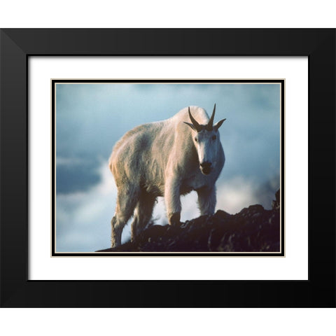 Mountain Goat Black Modern Wood Framed Art Print with Double Matting by Fitzharris, Tim