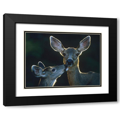 Mule deers Black Modern Wood Framed Art Print with Double Matting by Fitzharris, Tim