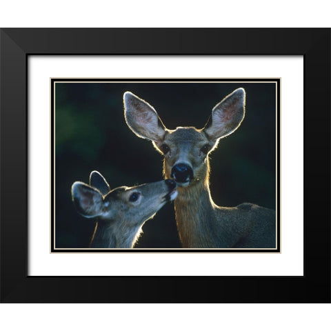 Mule deers Black Modern Wood Framed Art Print with Double Matting by Fitzharris, Tim
