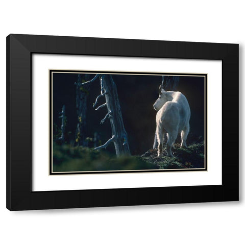 Mountain goat Black Modern Wood Framed Art Print with Double Matting by Fitzharris, Tim