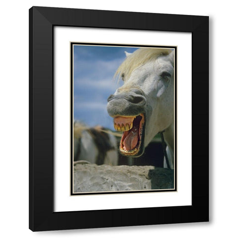 Horse laughing Black Modern Wood Framed Art Print with Double Matting by Fitzharris, Tim