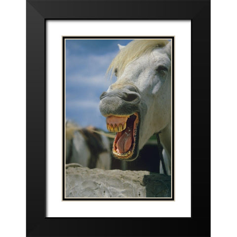 Horse laughing Black Modern Wood Framed Art Print with Double Matting by Fitzharris, Tim