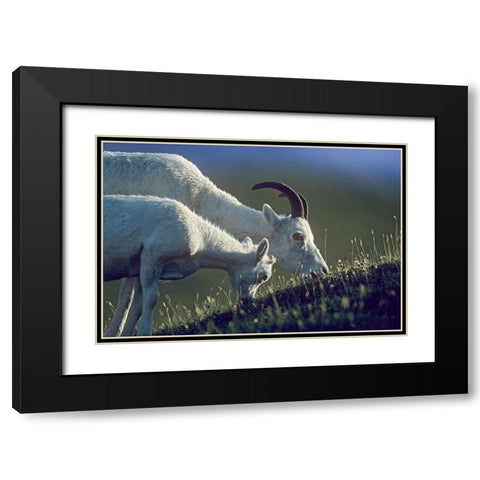 Dalls sheep mother and lamb Black Modern Wood Framed Art Print with Double Matting by Fitzharris, Tim