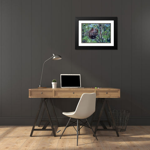 Red Squirrel eating rosehips Black Modern Wood Framed Art Print with Double Matting by Fitzharris, Tim