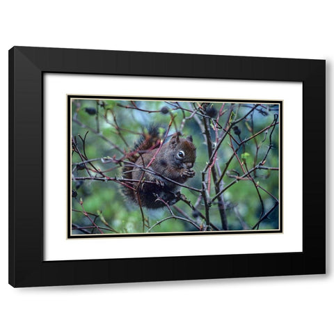 Red Squirrel eating rosehips Black Modern Wood Framed Art Print with Double Matting by Fitzharris, Tim