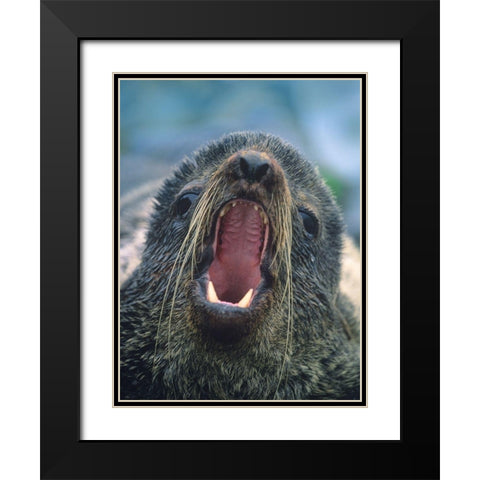 Northern Fur Seal Black Modern Wood Framed Art Print with Double Matting by Fitzharris, Tim